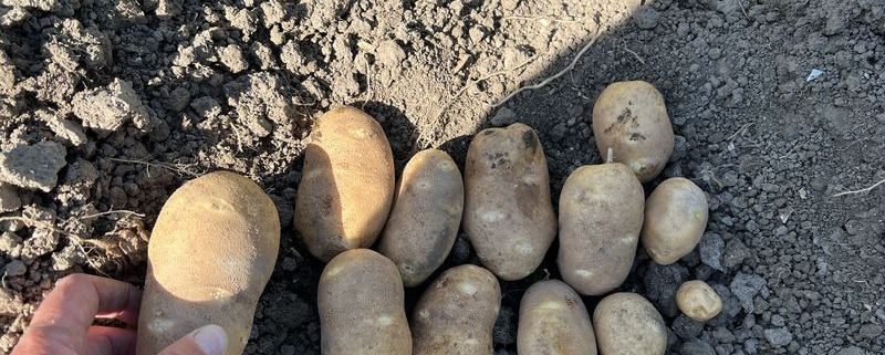 13 augustus 2022; Pieper groei