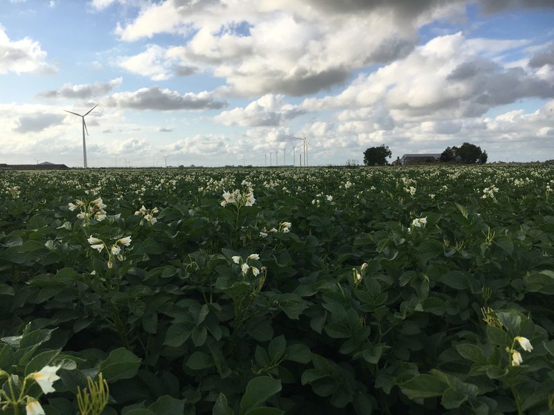 14 juli 2022; piepers bloeien