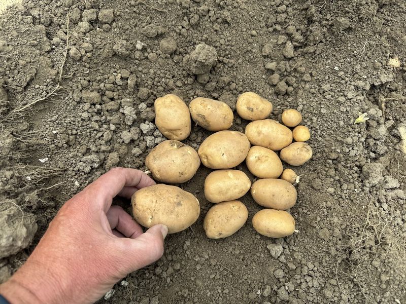 Pieper groei 23 juni 2025