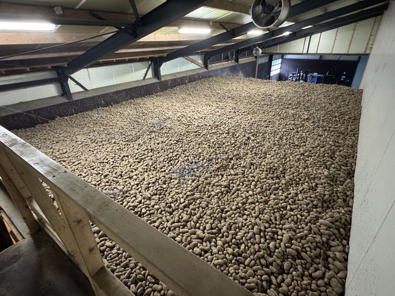 27 juni 2025; piepers afleveren